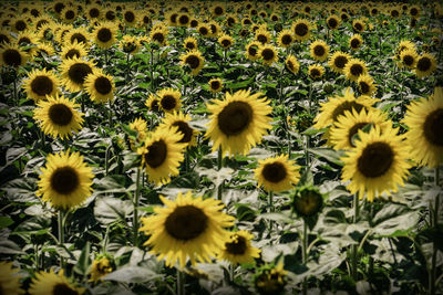 Close-up of sunflowers on field