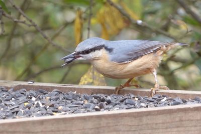 Close-up of bird perching on railroad track