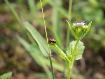 Close-up of insect on flower