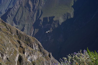 High angle view of birds flying over mountain