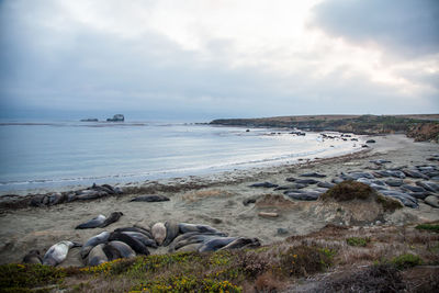Scenic view of sea against sky