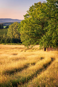 View of beautiful rural scene during golden hour. tranquil scenic view of grassy land and old tree