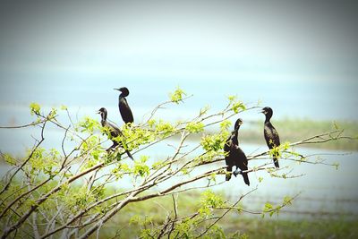 Low angle view of bird perching on tree against sky