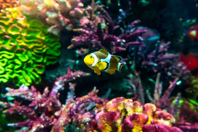 View of fish swimming in sea