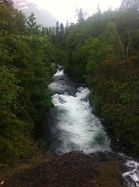 Scenic view of river flowing through forest