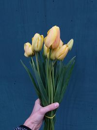 Cropped hand holding yellow tulips by blue wall