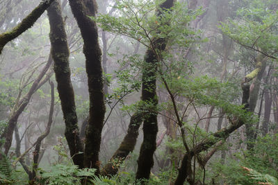 Trees growing in forest