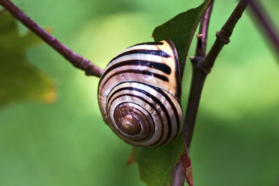 Snail takes refuge on a branch