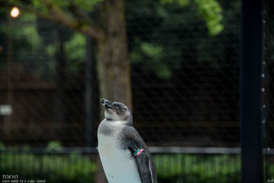 Close-up of bird perching on metal in zoo