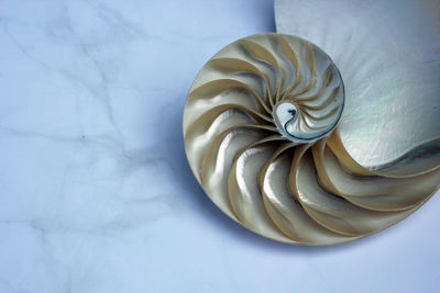 High angle view of shell on white table