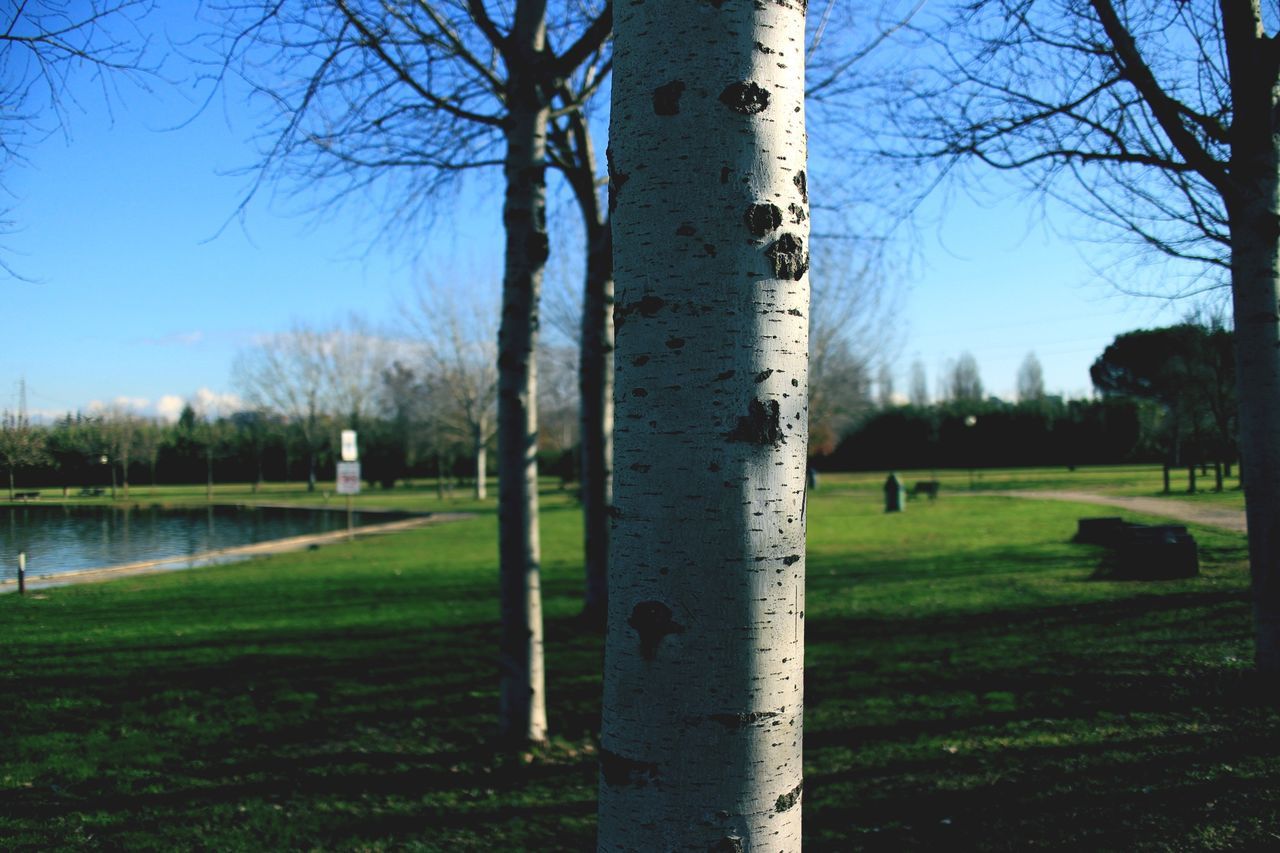 tree, grass, tree trunk, tranquility, bare tree, tranquil scene, field, clear sky, branch, nature, growth, landscape, water, grassy, scenics, green color, blue, beauty in nature, sky, day