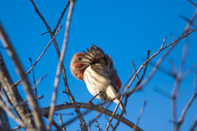 Low angle view of bird perching on branch