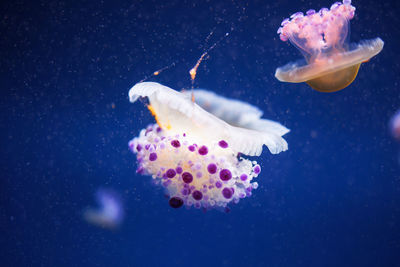 Close-up of jellyfish swimming in sea