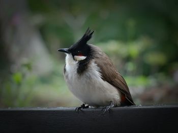 Close-up of bird perching on wall