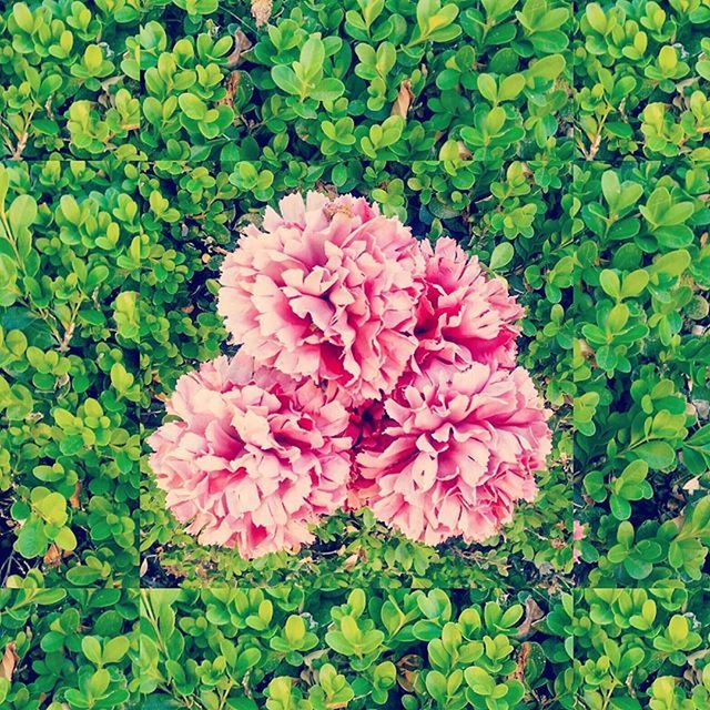 flower, growth, freshness, leaf, green color, fragility, plant, beauty in nature, high angle view, petal, nature, flower head, blooming, pink color, outdoors, in bloom, park - man made space, day, field, no people