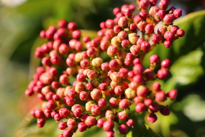 Agglomeration of tiny red flower buds