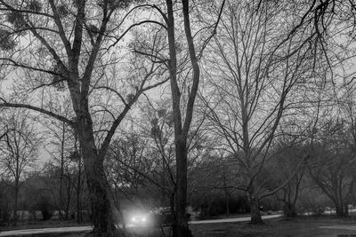 Bare trees against sky