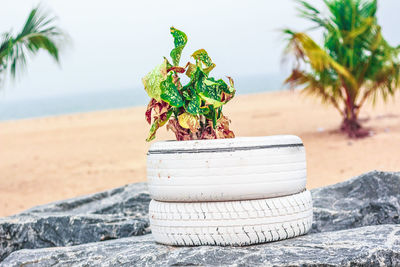 Close-up of potted plant on beach