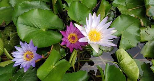 High angle view of purple water lily