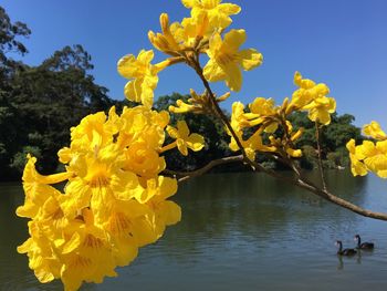 Close-up of yellow flowers against clear sky