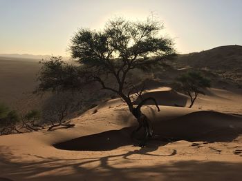 Tree on sand at beach against sky