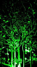 Low angle view of illuminated tree