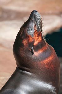 Close-up of seal at beach