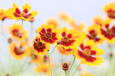 Close-up of insect on yellow flowering plant