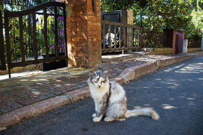 Cat sitting on the road