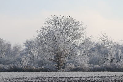 Birds flying over bare trees against clear sky