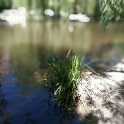 Plants growing in water