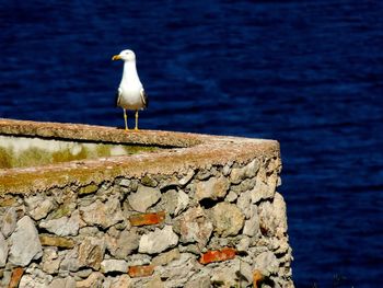 Seagull perching on retaining wall