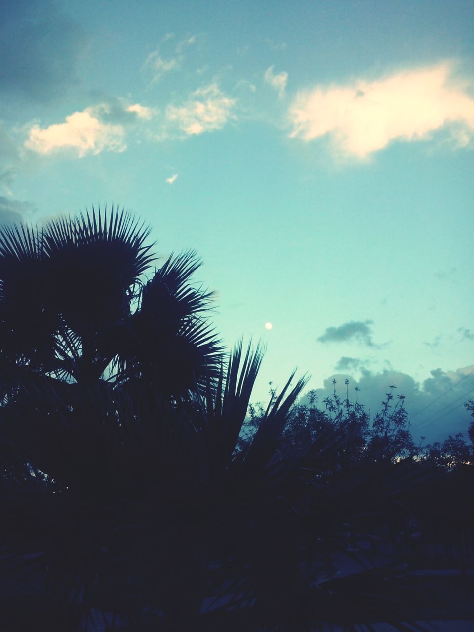 sky, low angle view, tree, growth, cloud - sky, tranquility, silhouette, beauty in nature, nature, palm tree, tranquil scene, cloud, scenics, cloudy, outdoors, no people, idyllic, blue, plant, day