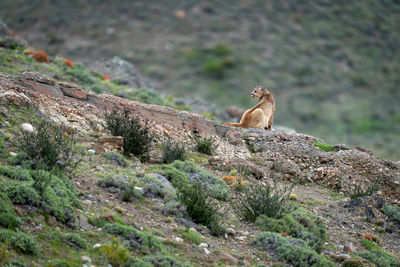 Close-up of squirrel on rock