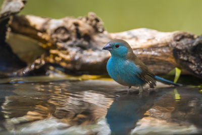 Close-up of bird perching on a lake