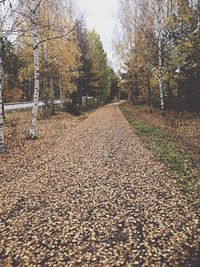 Surface level of road in forest