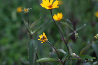 Close-up of yellow flowers blooming outdoors