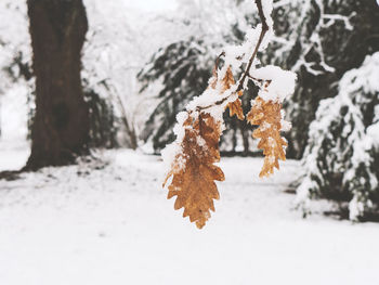 Close-up of frozen tree