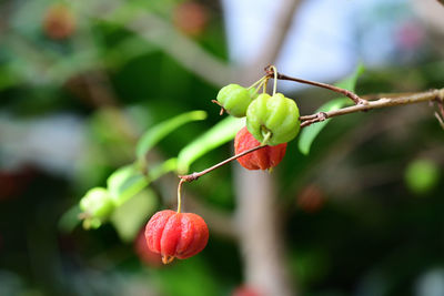 Close-up of berries growing on plant