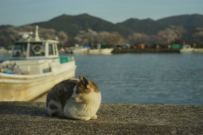 Cat living in okishima island with cherry blossom in full bloom
