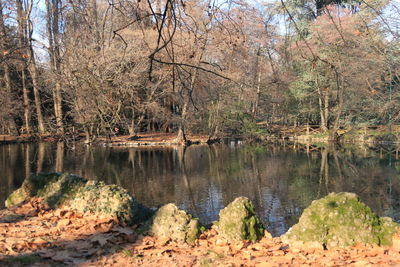 Scenic view of stream in forest