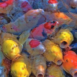 High angle view of fish in sea