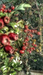 Close-up of red berries on tree