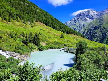 High angle view of trees in forest