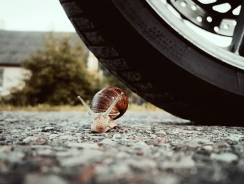 Close-up of snail