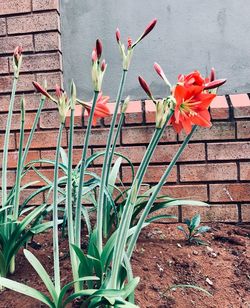 Close-up of potted plant against wall