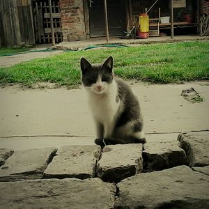 Cat sitting on grass