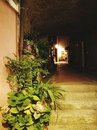 Plants growing in front of building