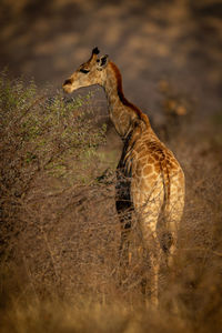 Southern giraffe stands browsing thornbush in sun