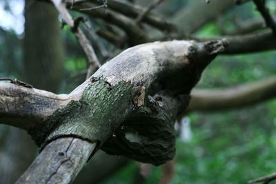 Close-up of mushroom growing on tree trunk